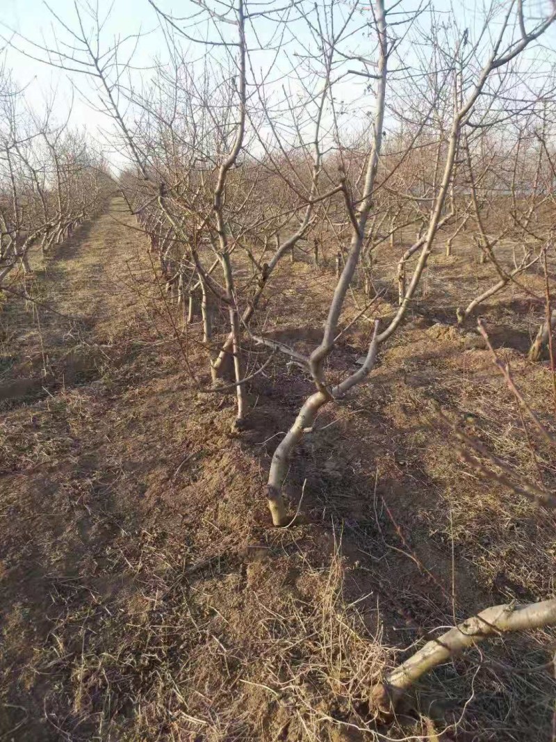 占地梨树杏绿化树大量供应馆陶县众康果品站