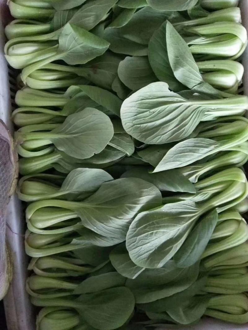 山西精品上海青（油菜）