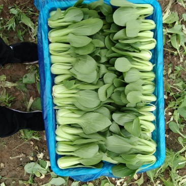 山西精品上海青（油菜）