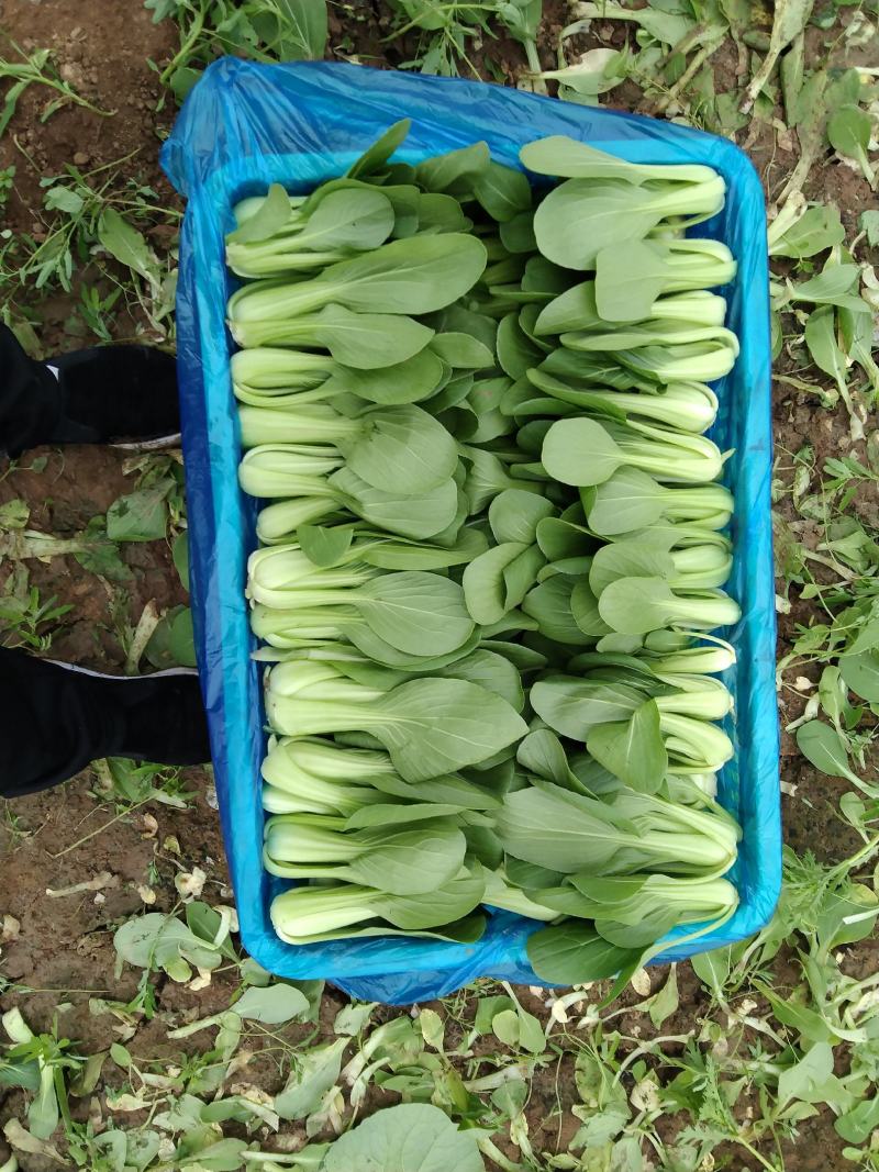 山西精品上海青（油菜）
