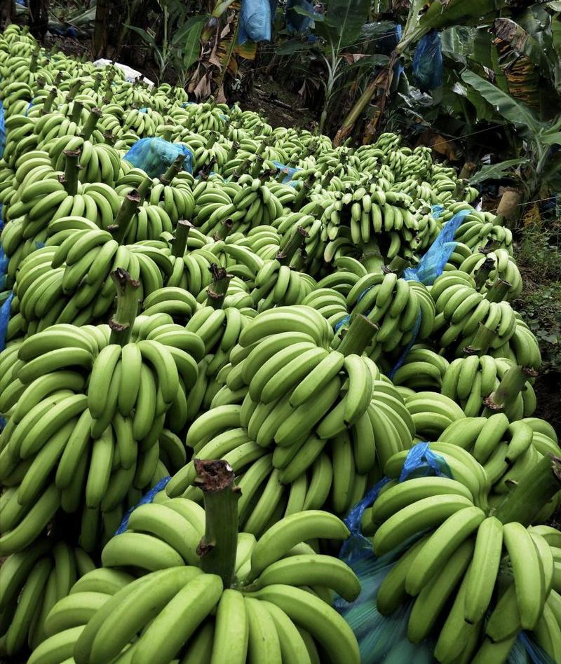 巴西香蕉，产量高，品质好。