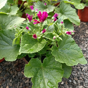 瓜叶菊/花量大/带盆发货/颜色齐全/基地直发/价格优惠