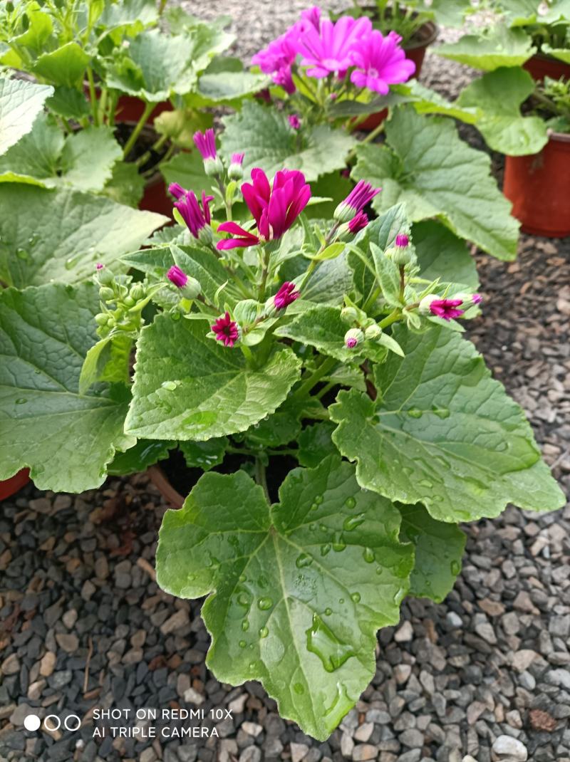 瓜叶菊/花量大/带盆发货/颜色齐全/基地直发/价格优惠