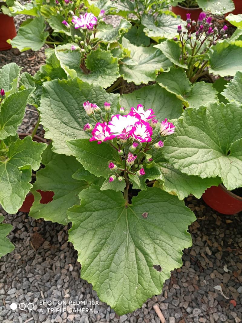 瓜叶菊/花量大/带盆发货/颜色齐全/基地直发/价格优惠