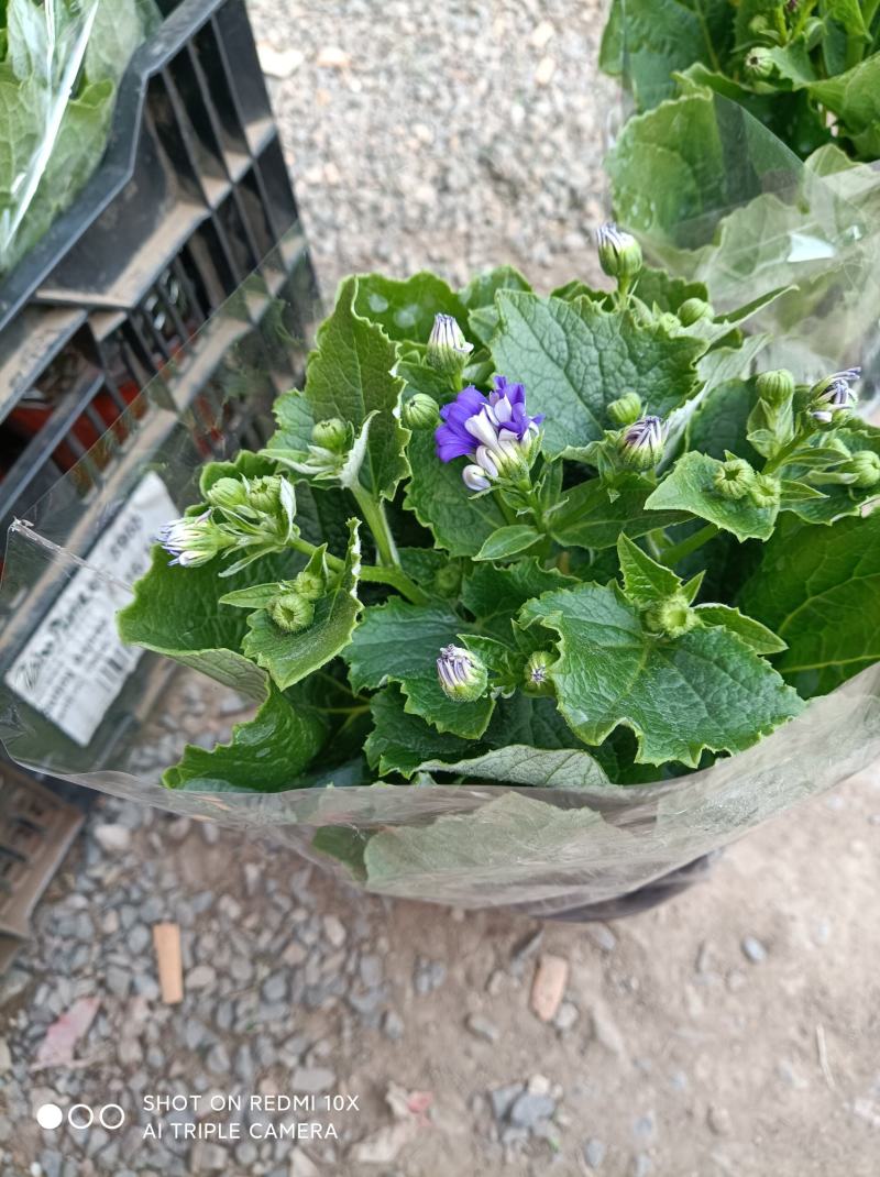 瓜叶菊/花量大/带盆发货/颜色齐全/基地直发/价格优惠