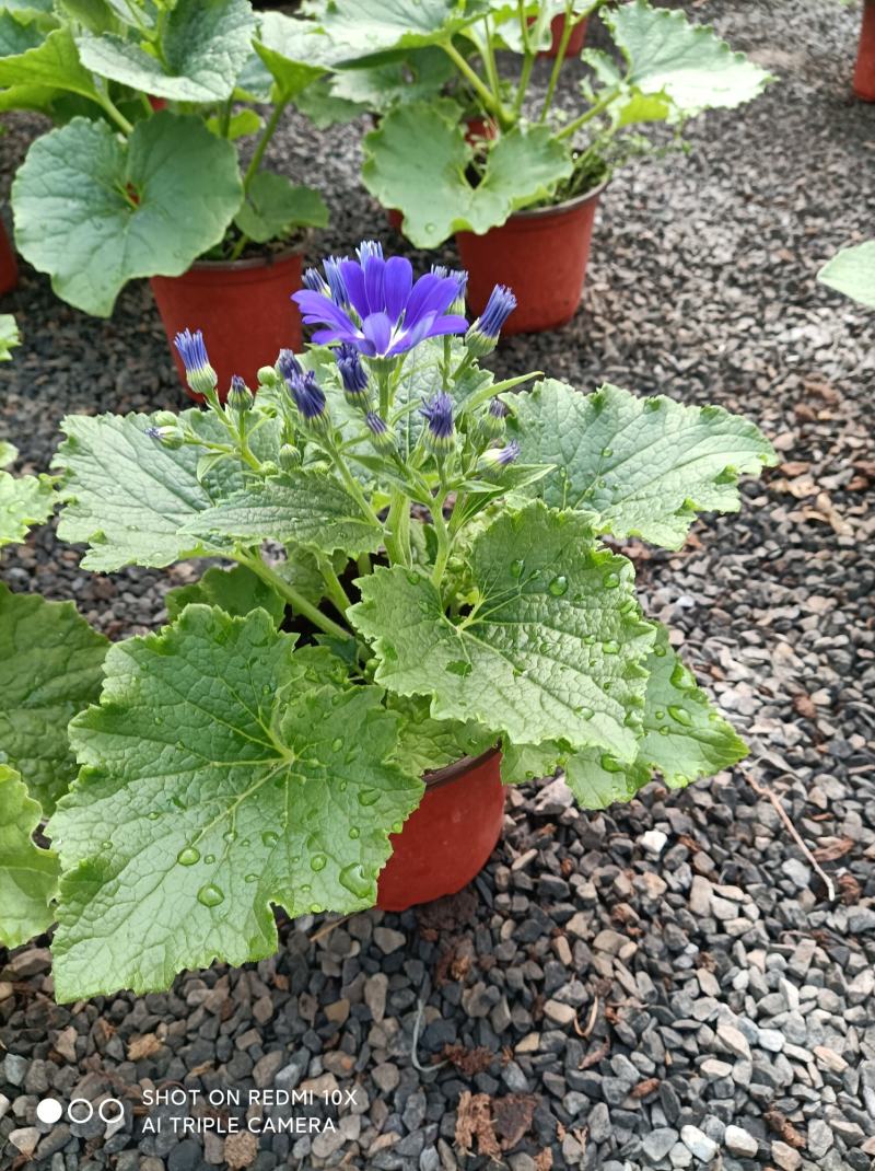 瓜叶菊/花量大/带盆发货/颜色齐全/基地直发/价格优惠