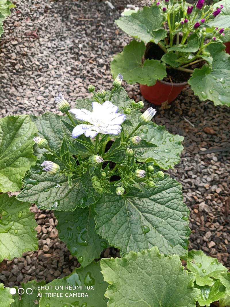瓜叶菊/花量大/带盆发货/颜色齐全/基地直发/价格优惠