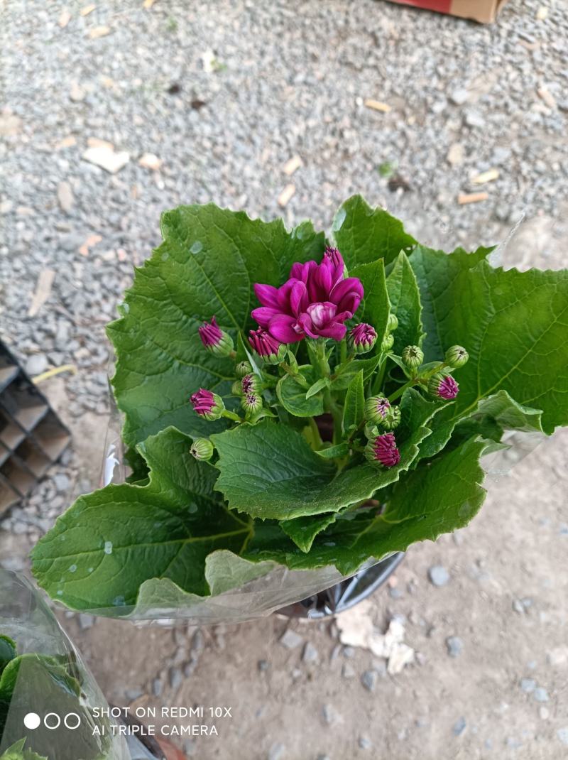 瓜叶菊/花量大/带盆发货/颜色齐全/基地直发/价格优惠