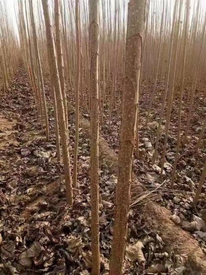 绥中县树苗苹果树苗梨树苗占地树大量供应