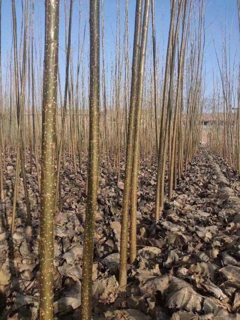 绥中县树苗苹果树苗梨树苗占地树大量供应