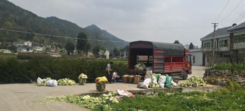 基地直供，量大从优，