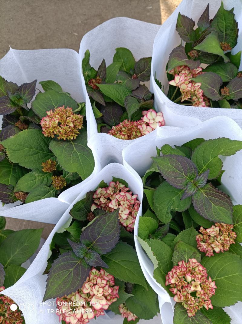 绣球花（无尽夏）八仙花/基地直发货/品种齐全/价格实惠