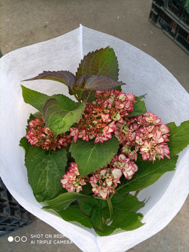 绣球花（无尽夏）八仙花/基地直发货/品种齐全/价格实惠