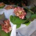 绣球花（无尽夏）八仙花/基地直发货/品种齐全/价格实惠