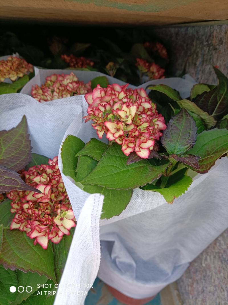 绣球花（无尽夏）八仙花/基地直发货/品种齐全/价格实惠