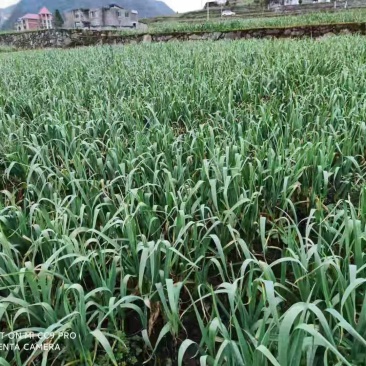 基地蒜苗，大量上市，价格便宜，