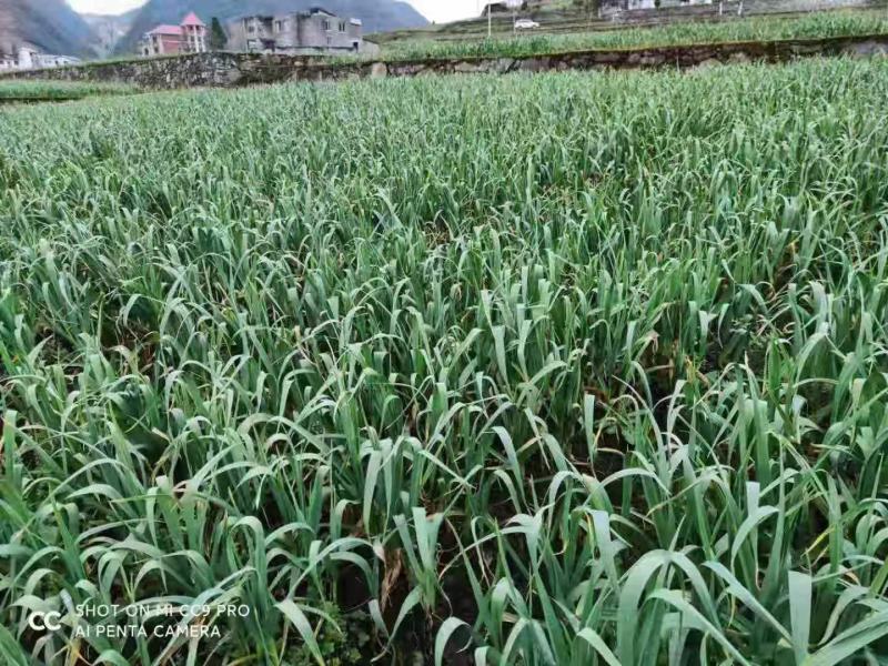 基地蒜苗，大量上市，价格便宜，