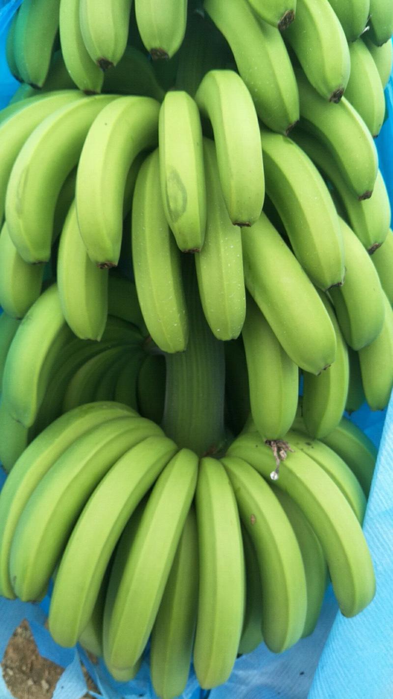 巴西香蕉，产量高，品质好。