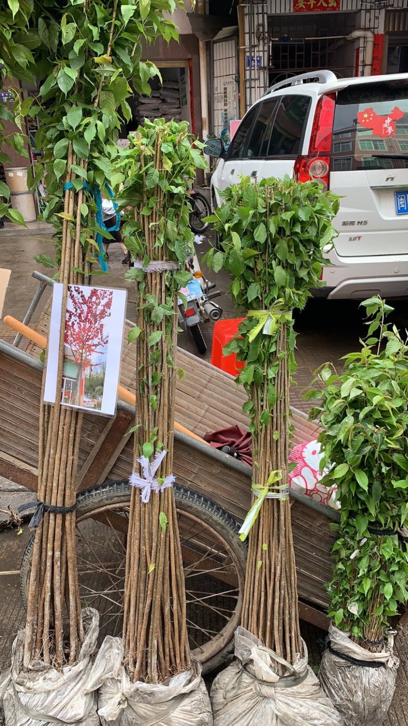 福建山樱花树苗中国红一手货源货供全国一件起批