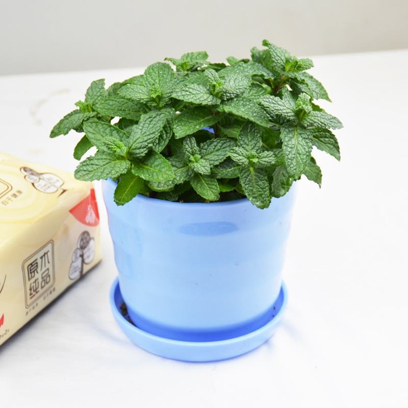 薄荷盆栽可食用迷迭香百里香草叶办公室内绿植物盆栽驱蚊净化
