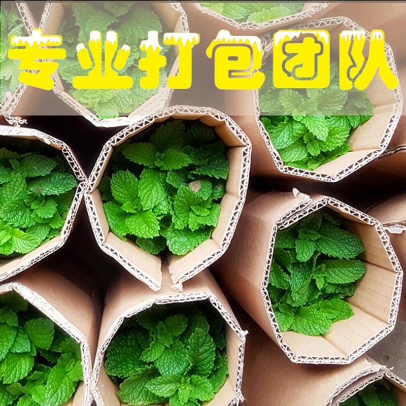 薄荷盆栽可食用迷迭香百里香草叶办公室内绿植物盆栽驱蚊净化
