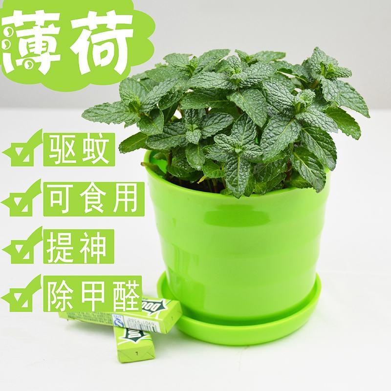 薄荷盆栽可食用迷迭香百里香草叶办公室内绿植物盆栽驱蚊净化