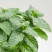 薄荷盆栽可食用迷迭香百里香草叶办公室内绿植物盆栽驱蚊净化
