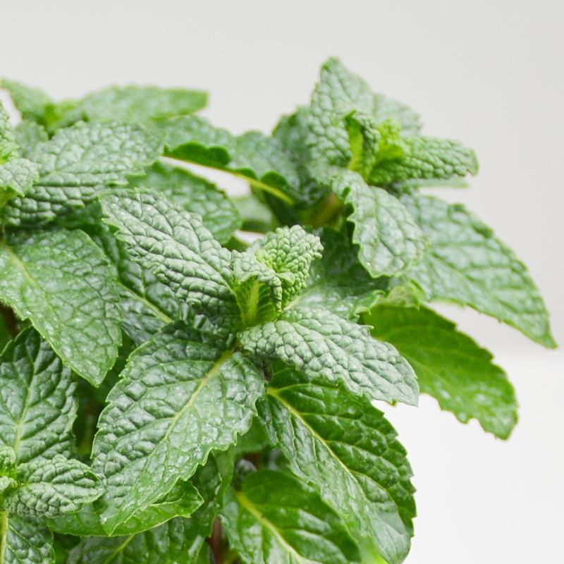 薄荷盆栽可食用迷迭香百里香草叶办公室内绿植物盆栽驱蚊净化