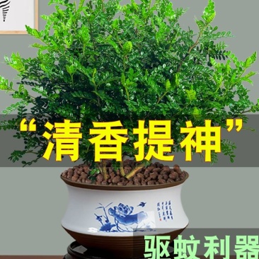 正宗清香胡椒木盆栽防驱蚊草植物好养室内花卉绿植九里香树苗