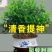 正宗清香胡椒木盆栽防驱蚊草植物好养室内花卉绿植九里香树苗