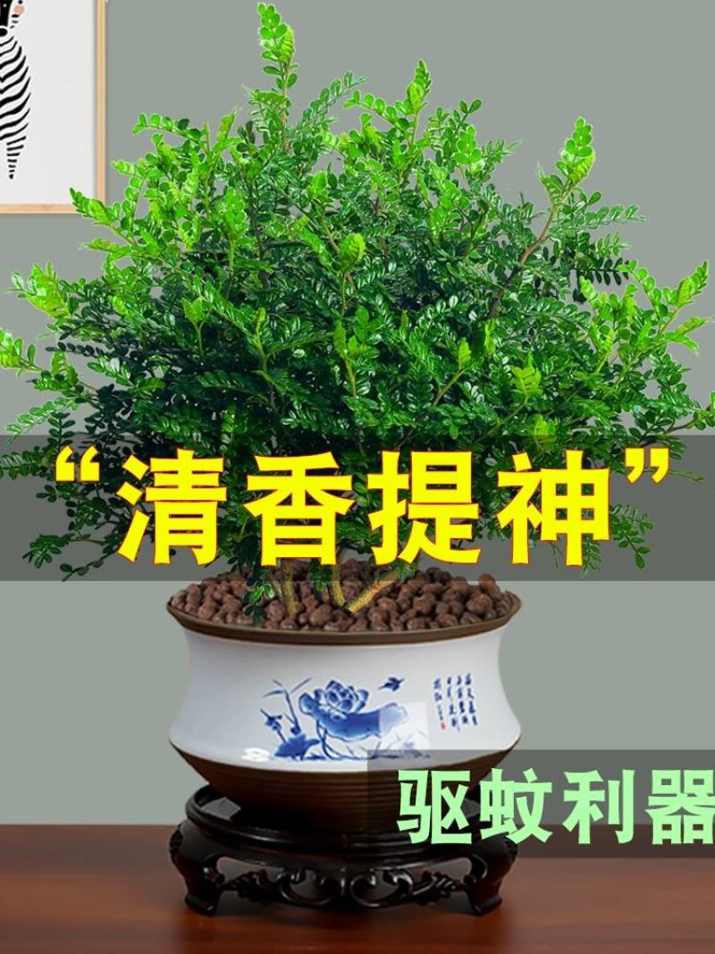 正宗清香胡椒木盆栽防驱蚊草植物好养室内花卉绿植九里香树苗