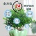 正宗清香胡椒木盆栽防驱蚊草植物好养室内花卉绿植九里香树苗
