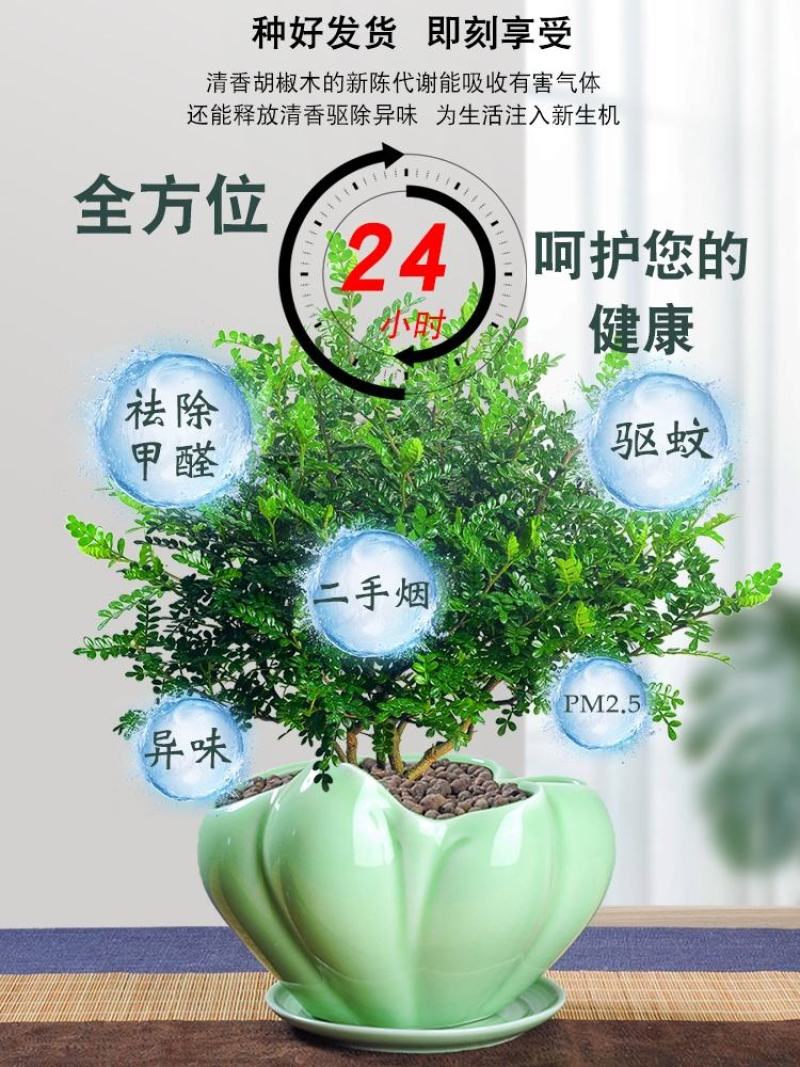 正宗清香胡椒木盆栽防驱蚊草植物好养室内花卉绿植九里香树苗