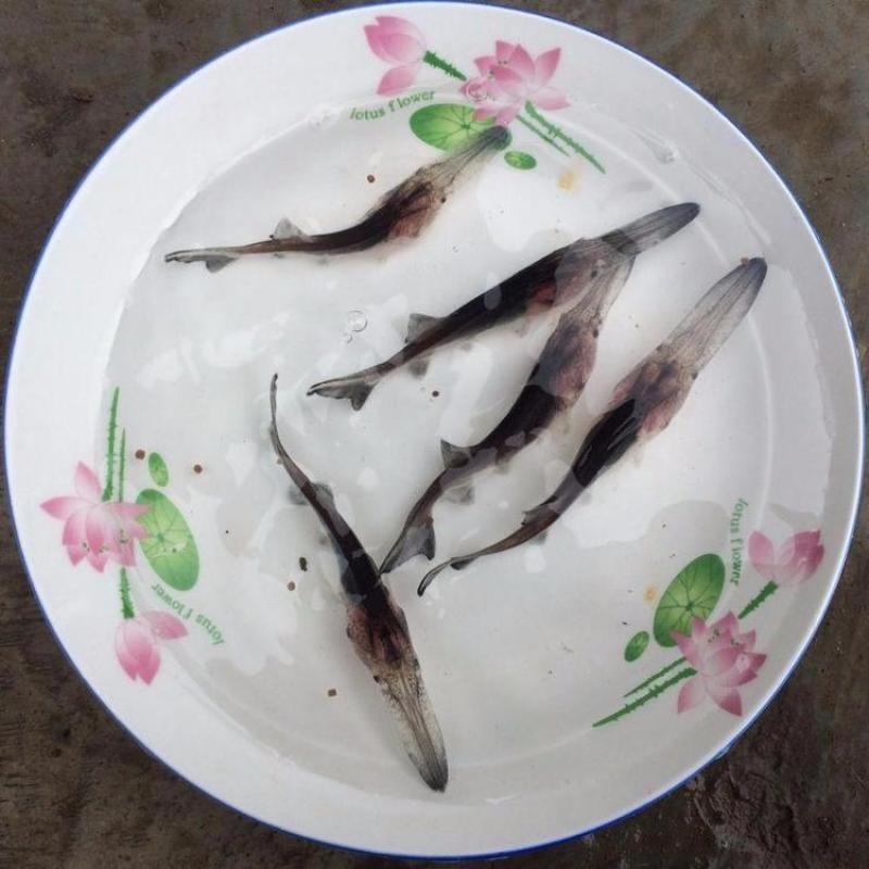 鸭嘴鱼苗批发零售养殖场一手货源提供技术和渠道