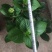 绣球花,绣球无尽夏绿化绣球,粉花绣球八仙花