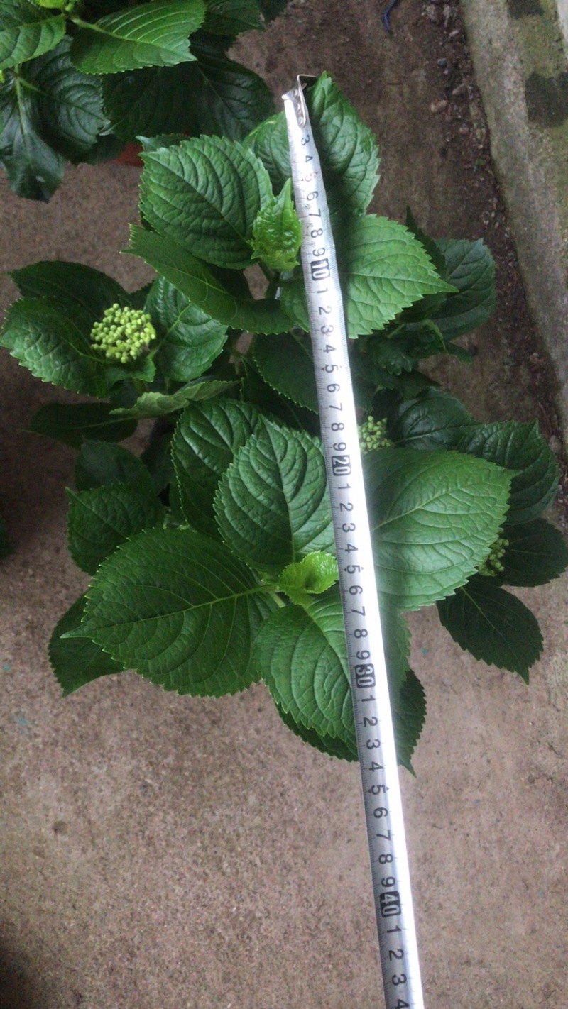 绣球花，绣球无尽夏绿化绣球，粉花绣球八仙花