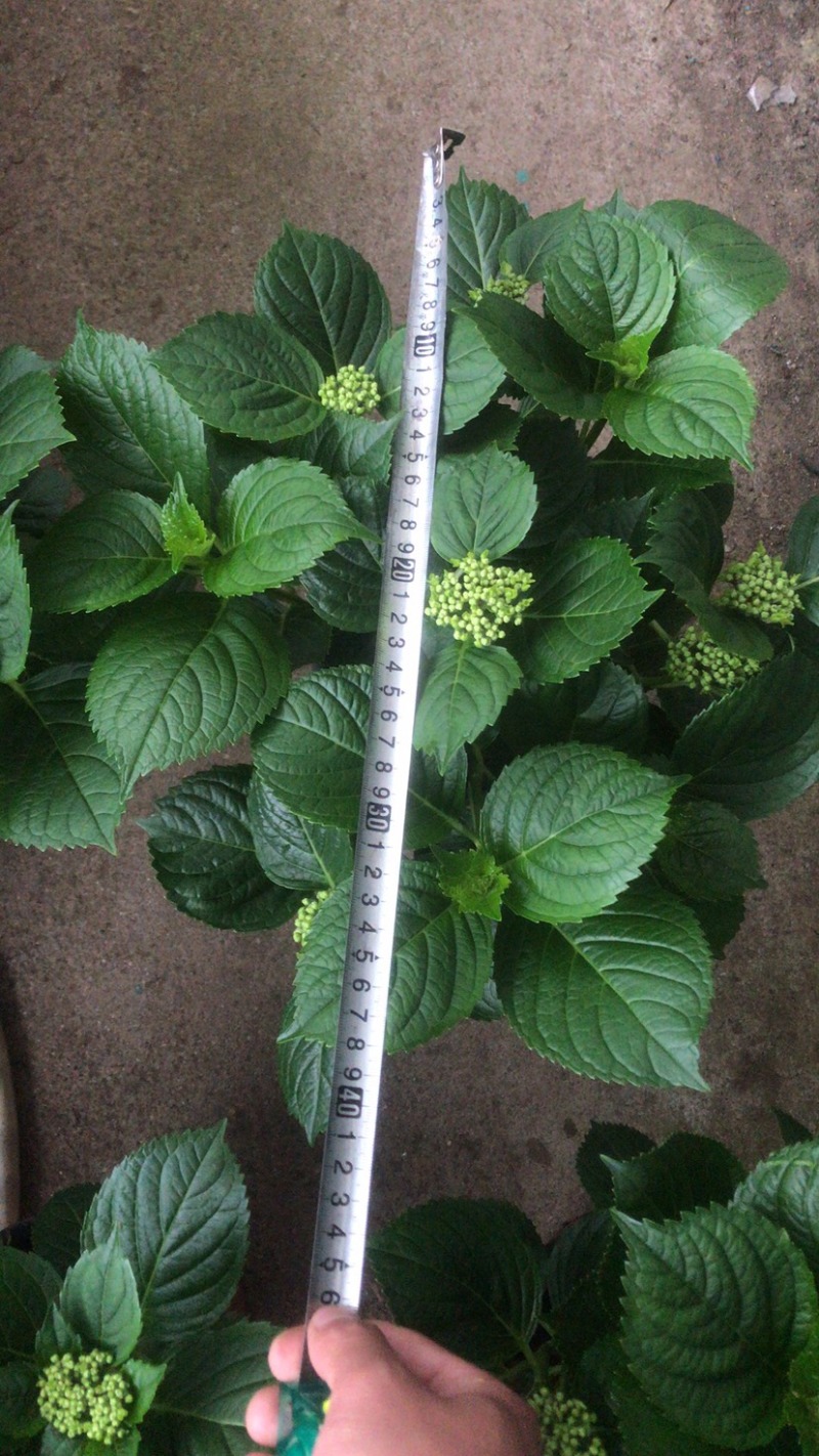 绣球花，绣球无尽夏绿化绣球，粉花绣球八仙花