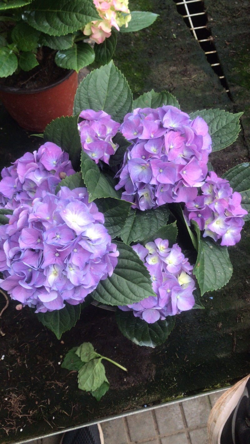 绣球花，绣球无尽夏绿化绣球，粉花绣球八仙花