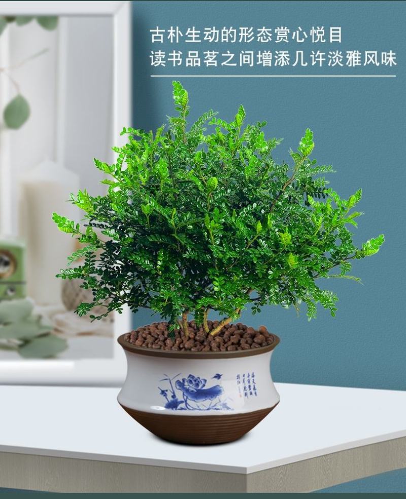 正宗清香胡椒木盆栽防驱蚊草植物好养室内花卉绿植九里香树苗