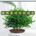 正宗清香胡椒木盆栽防驱蚊草植物好养室内花卉绿植九里香树苗