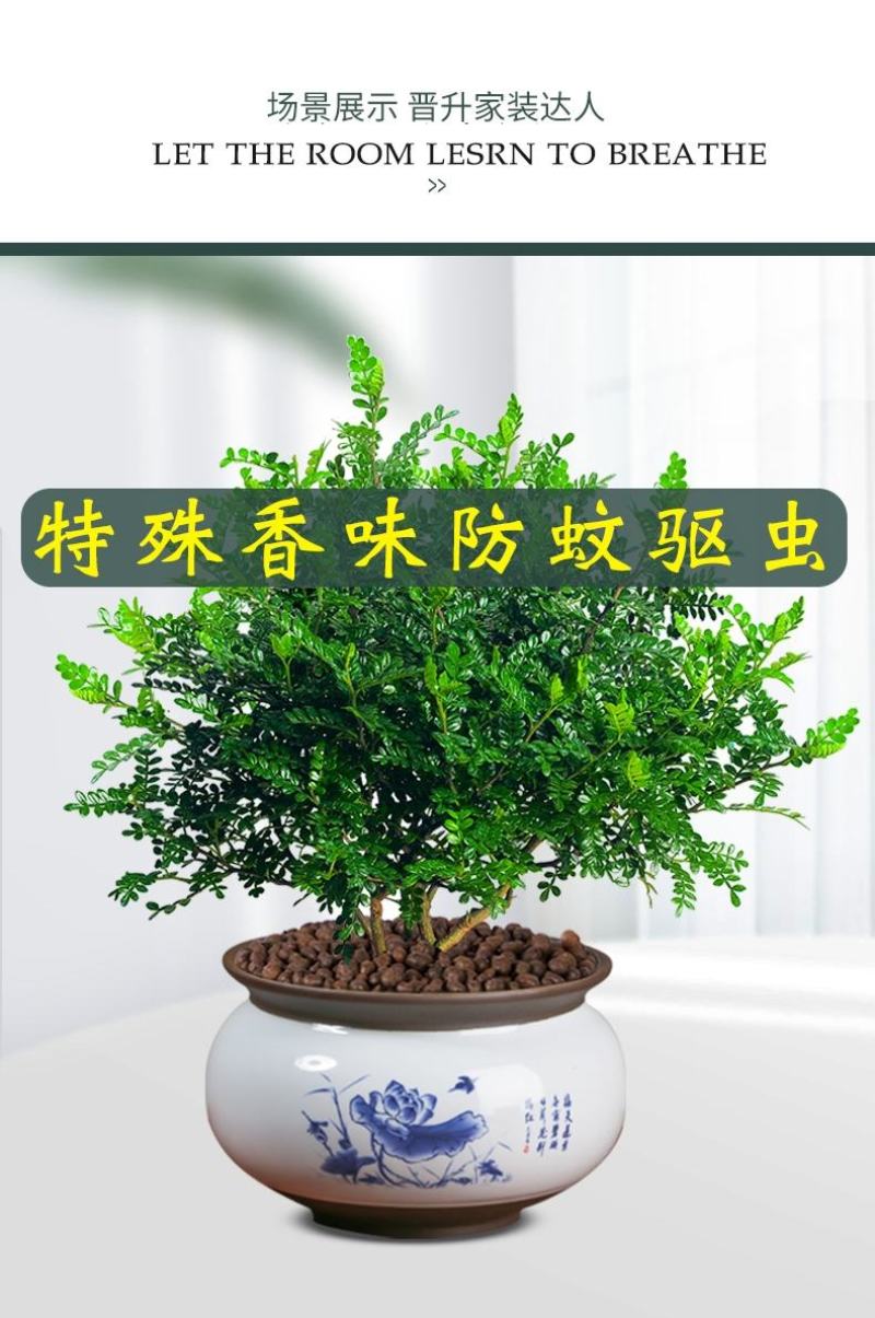正宗清香胡椒木盆栽防驱蚊草植物好养室内花卉绿植九里香树苗