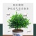 正宗清香胡椒木盆栽防驱蚊草植物好养室内花卉绿植九里香树苗