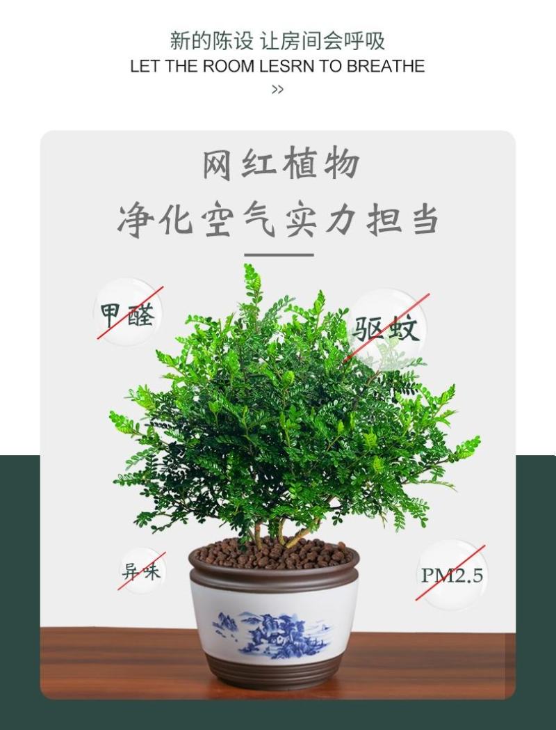 正宗清香胡椒木盆栽防驱蚊草植物好养室内花卉绿植九里香树苗