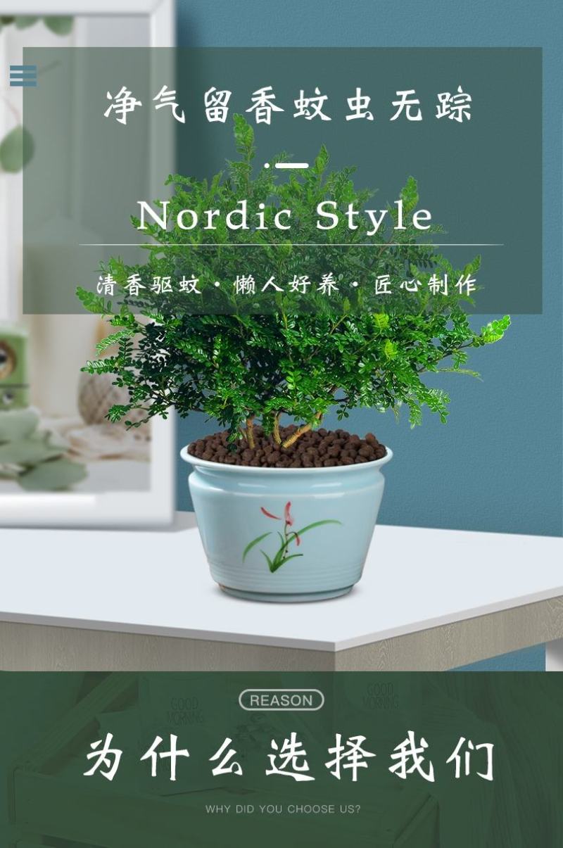 正宗清香胡椒木盆栽防驱蚊草植物好养室内花卉绿植九里香树苗