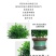 正宗清香胡椒木盆栽防驱蚊草植物好养室内花卉绿植九里香树苗