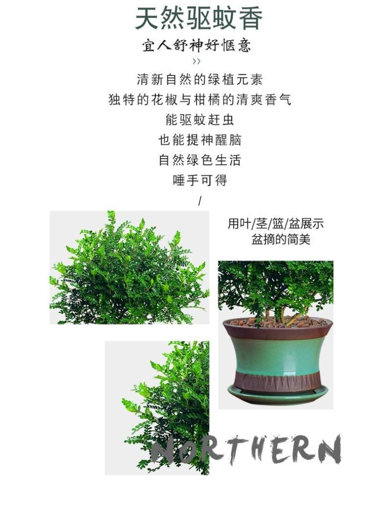 正宗清香胡椒木盆栽防驱蚊草植物好养室内花卉绿植九里香树苗
