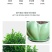 正宗清香胡椒木盆栽防驱蚊草植物好养室内花卉绿植九里香树苗