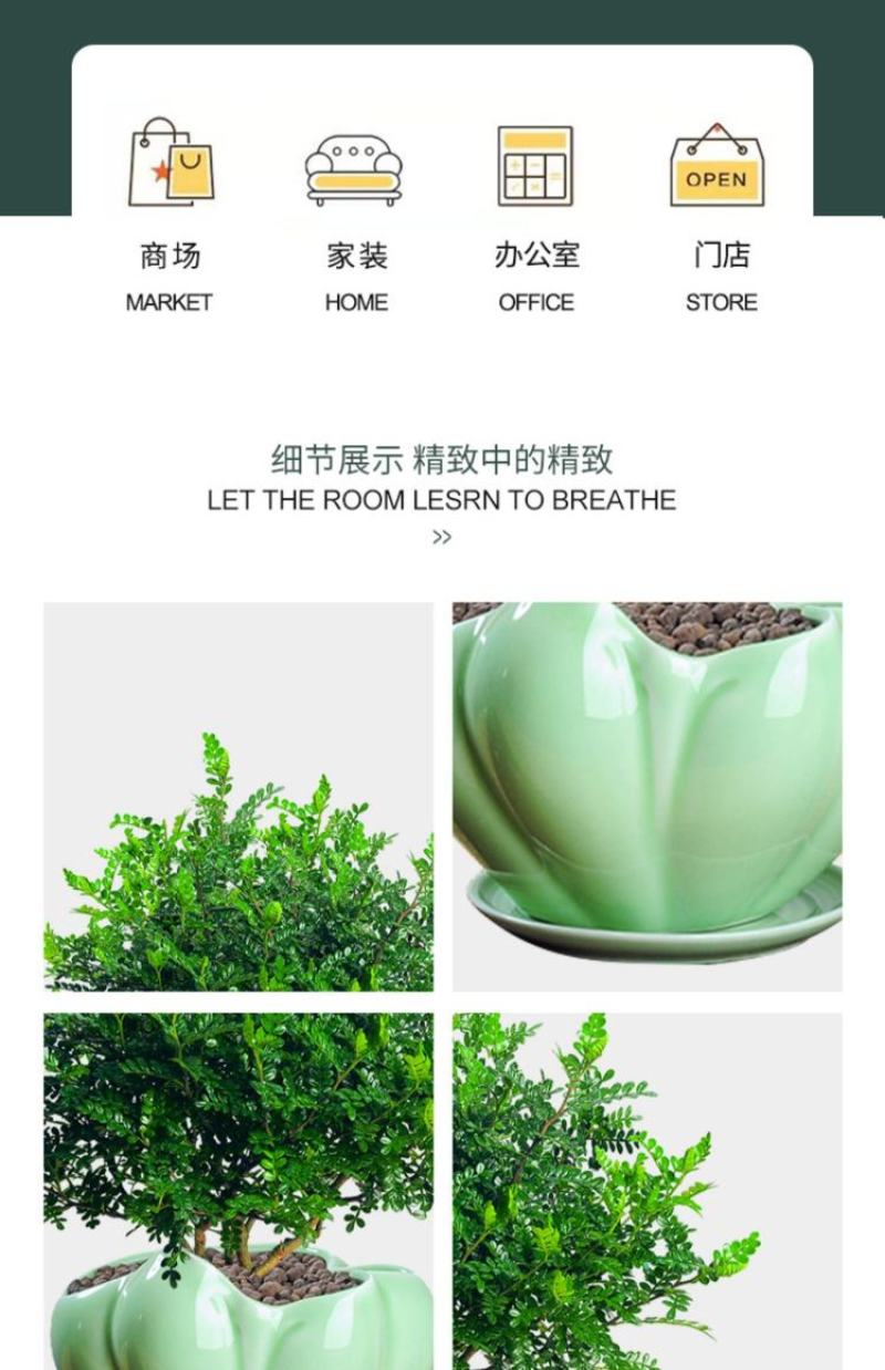 正宗清香胡椒木盆栽防驱蚊草植物好养室内花卉绿植九里香树苗