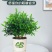 正宗清香胡椒木盆栽防驱蚊草植物好养室内花卉绿植九里香树苗