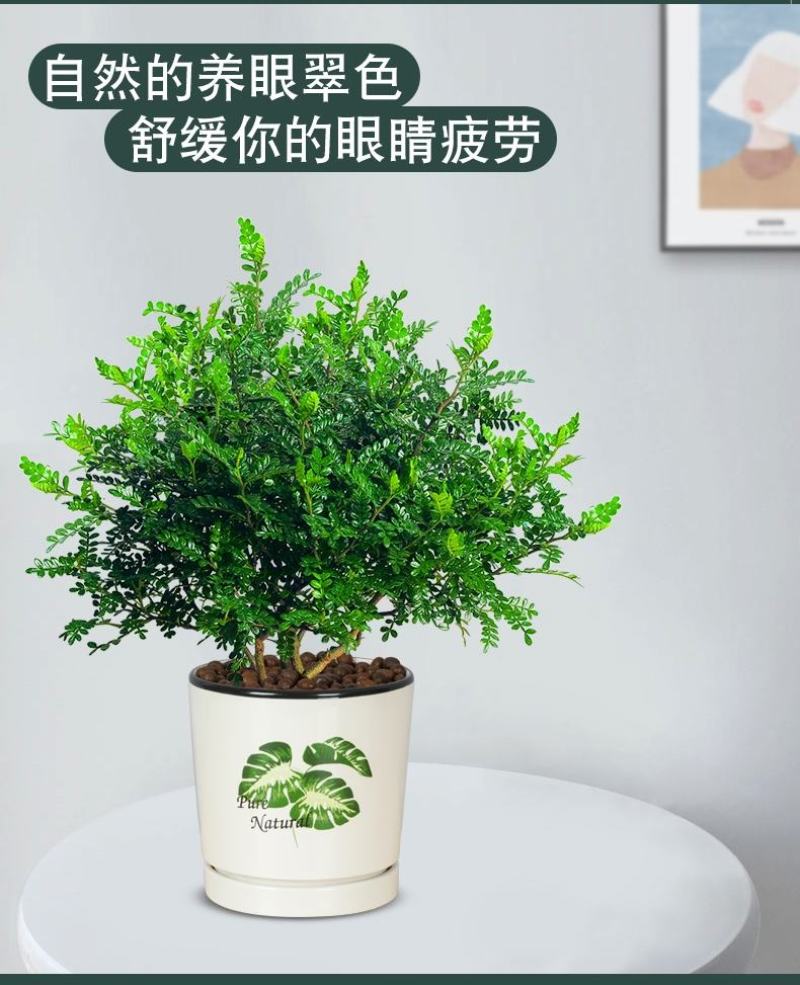 正宗清香胡椒木盆栽防驱蚊草植物好养室内花卉绿植九里香树苗